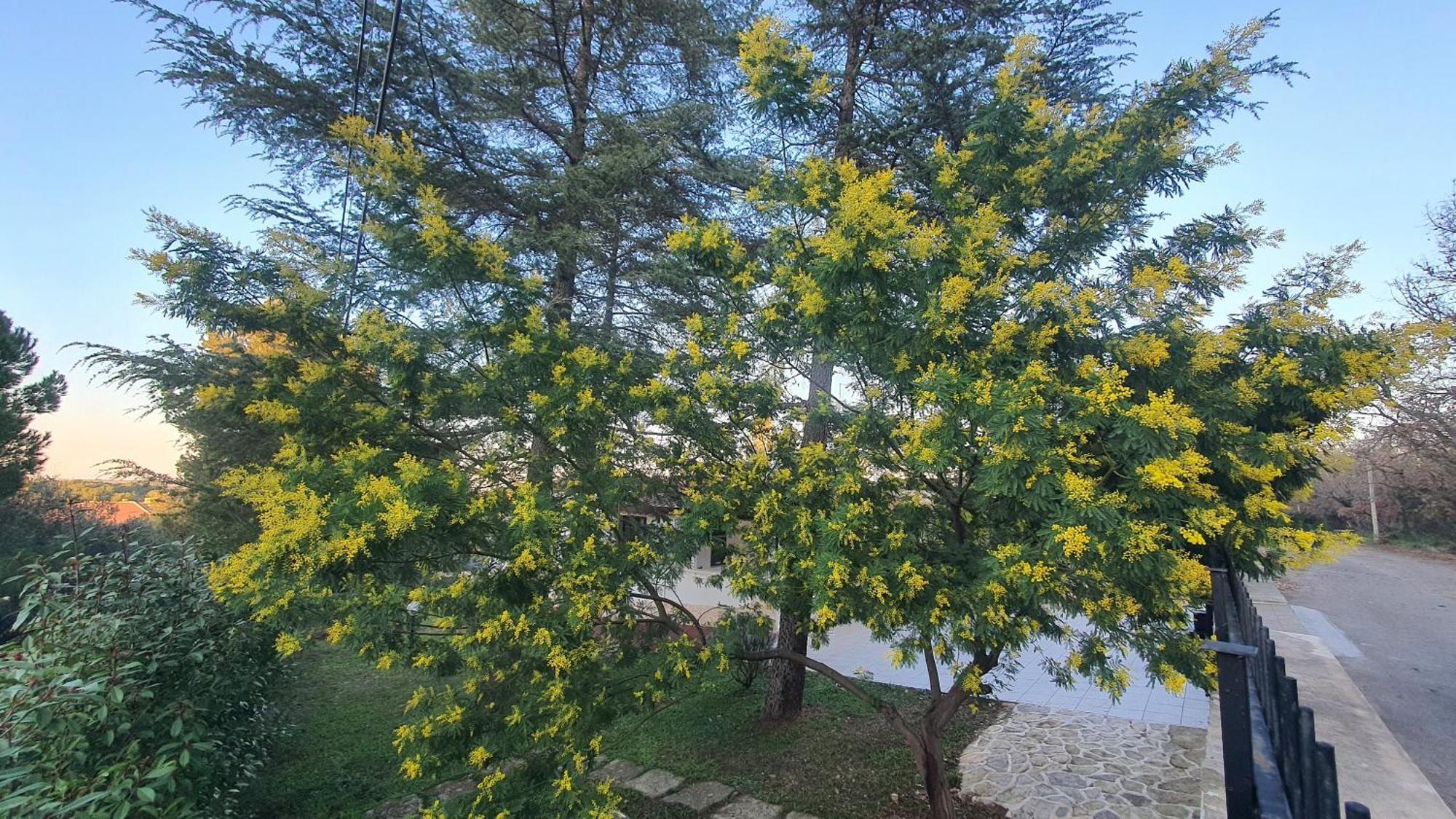 Mercadante - Luxury Holiday House Cassano delle Murge Exterior photo